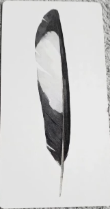 Divine Feather Messenger